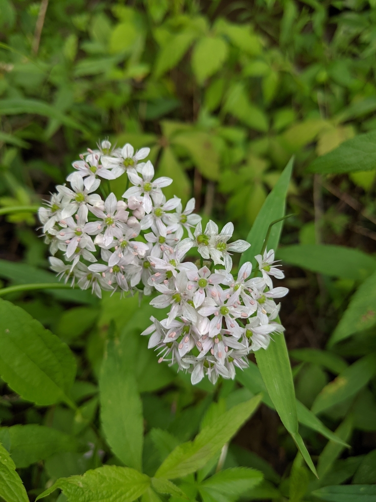 Allium mobilense — bloom photograph