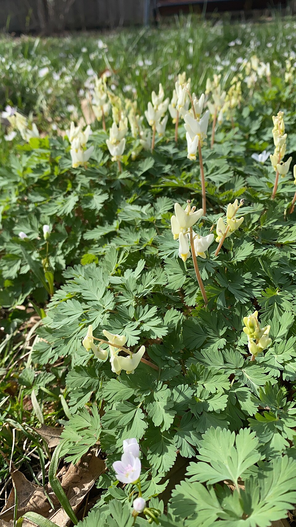 Dicentra cucullaria — bloom photograph