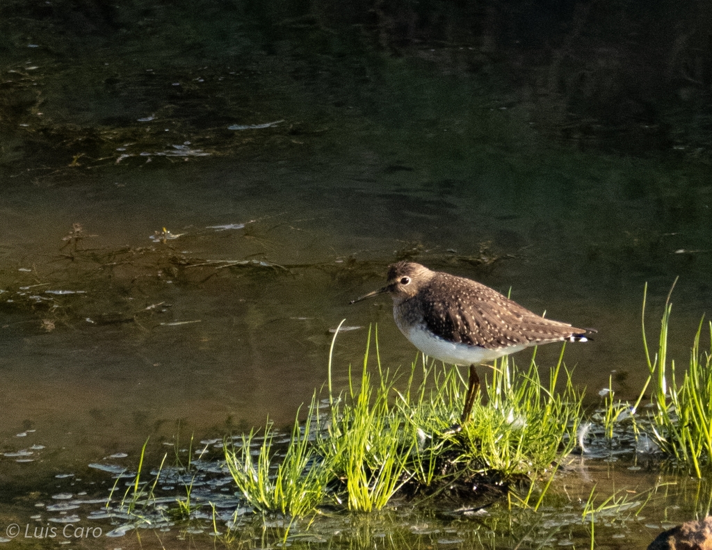 Male Solitary Sandpiper, whole bird