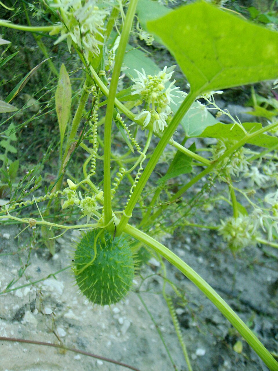 Echinocystis lobata — fruit photograph