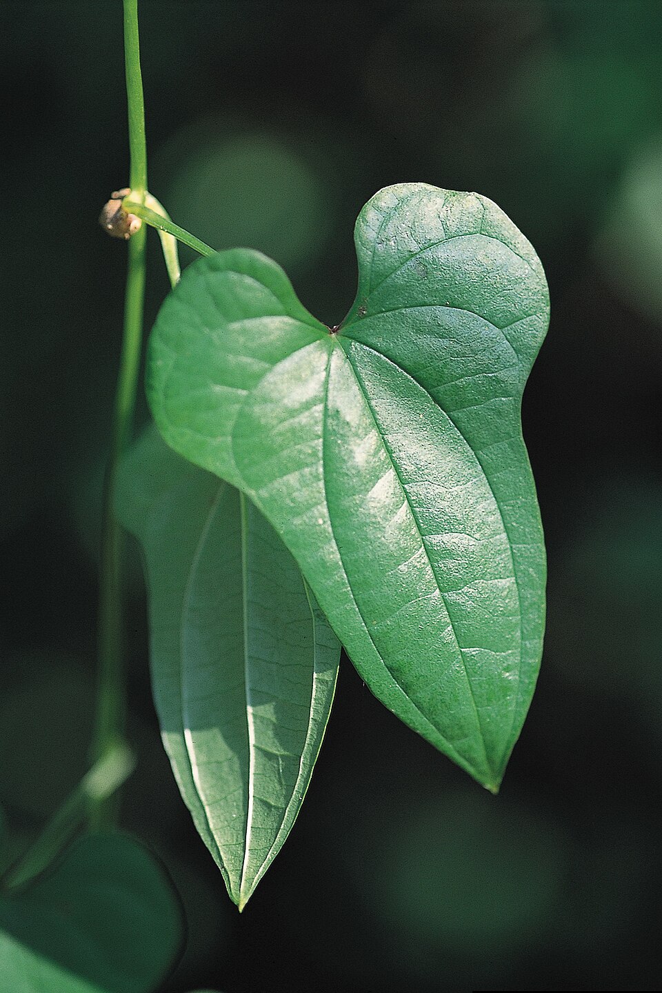 Dioscorea polystachya — leaf photograph