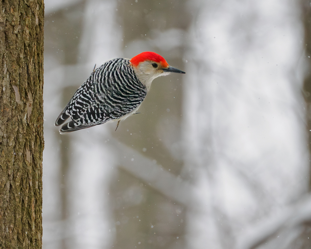 Male Red-bellied Woodpecker, whole bird