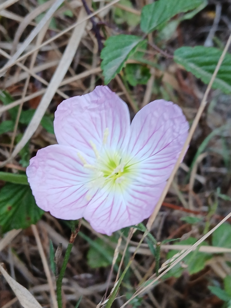 Oenothera speciosa — bloom photograph