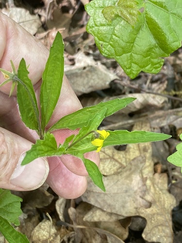 Viola tripartita — foliage photograph