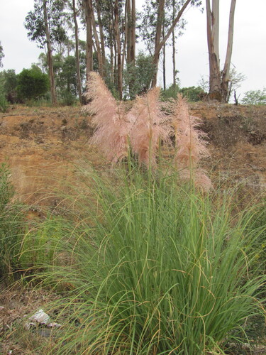Cortaderia selloana — whole plant photograph