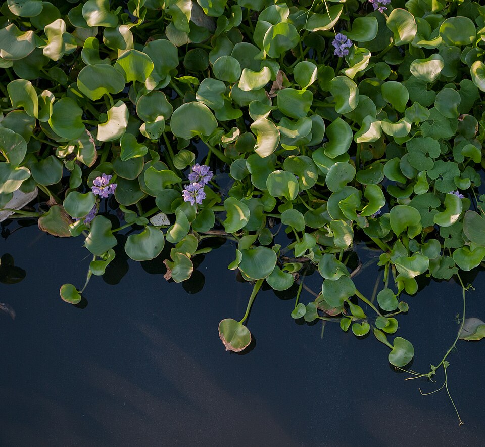 Oshuna crassipes — whole photograph
