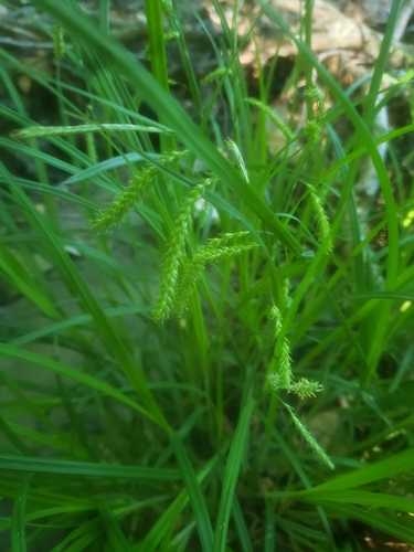 Carex prasina photograph