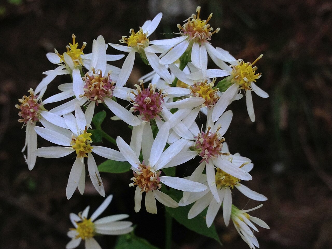 Eurybia divaricata — bloom photograph
