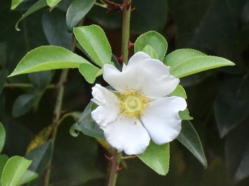 Rosa laevigata — flower photograph