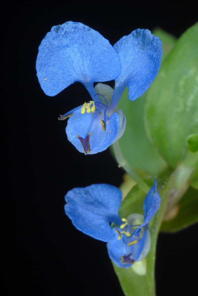 Commelina diffusa — bloom photograph