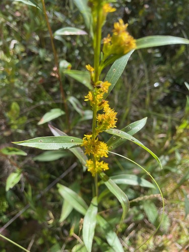 Solidago uliginosa — bloom photograph