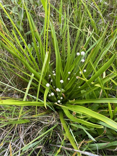 Eriocaulon decangulare — flower photograph