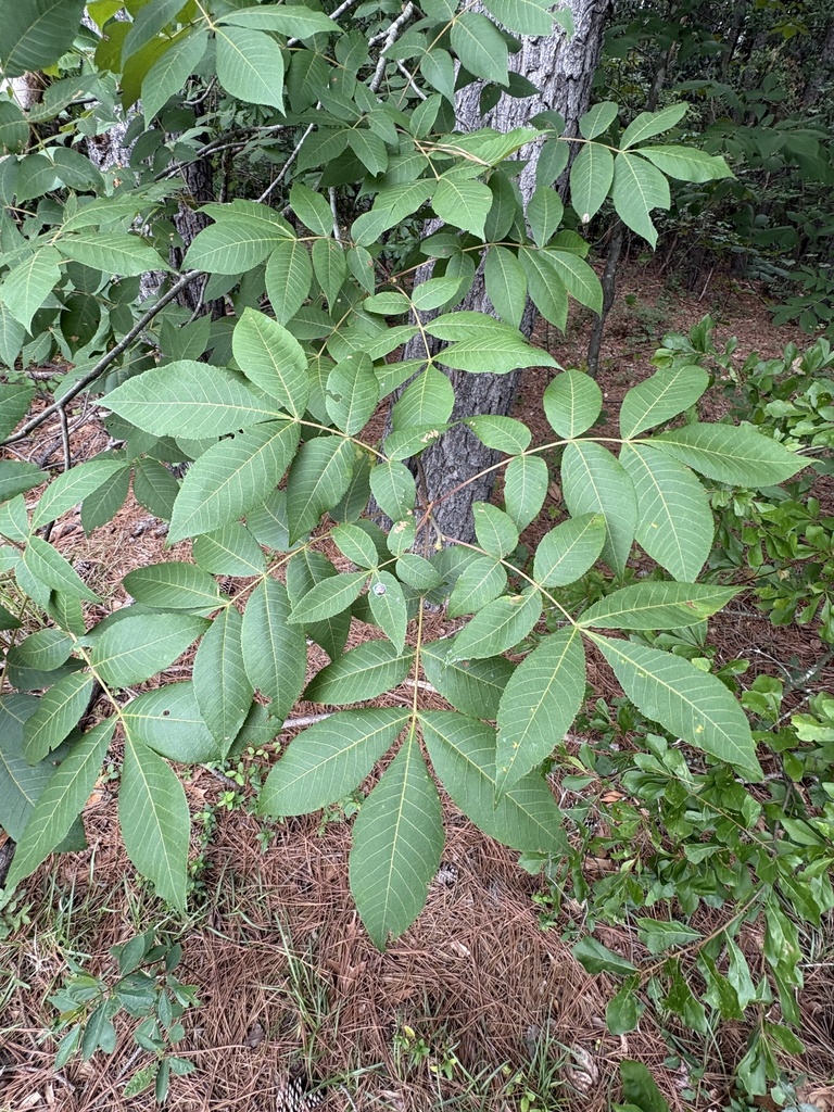 Carya pallida — foliage photograph