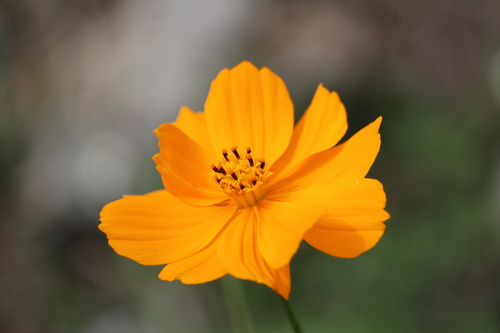 Cosmos sulphureus — flower photograph