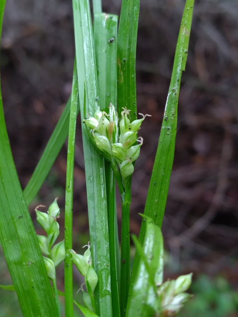 Carex crebriflora — fruit photograph