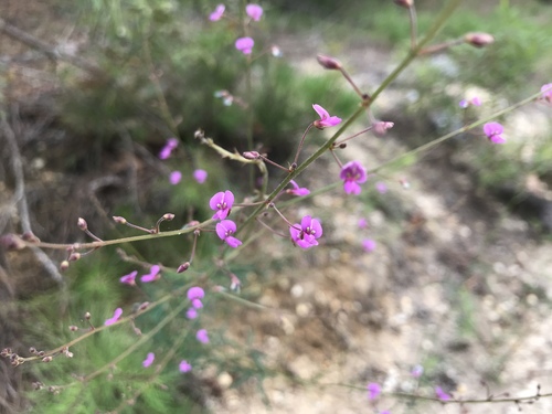 Desmodium strictum photograph