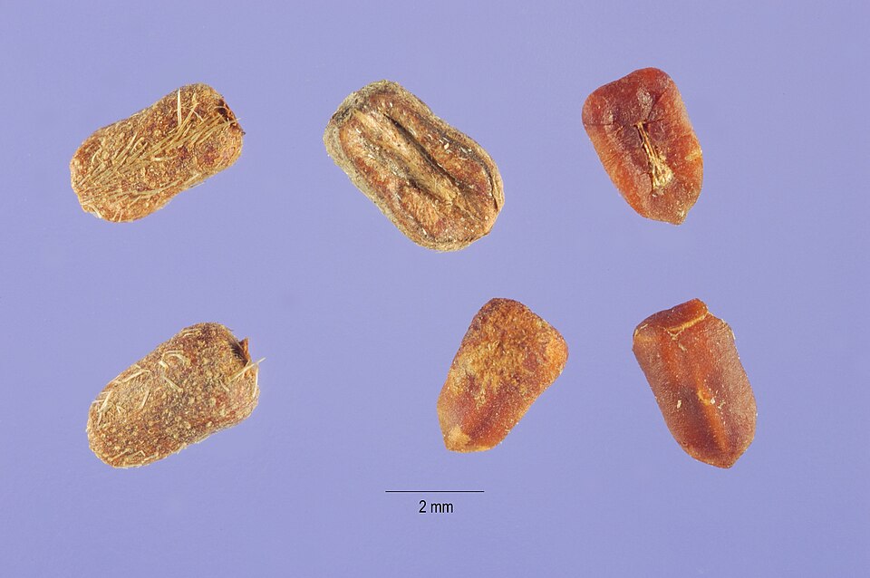 Hexasepalum teres — fruit photograph
