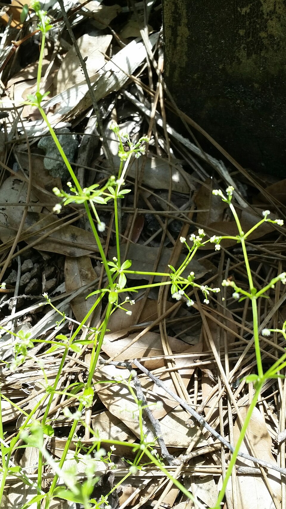 Galium orizabense — whole photograph