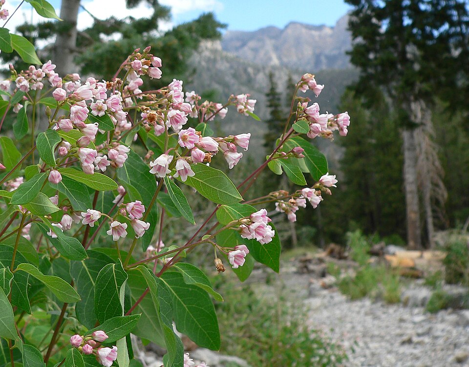 Apocynum androsaemifolium — bloom photograph