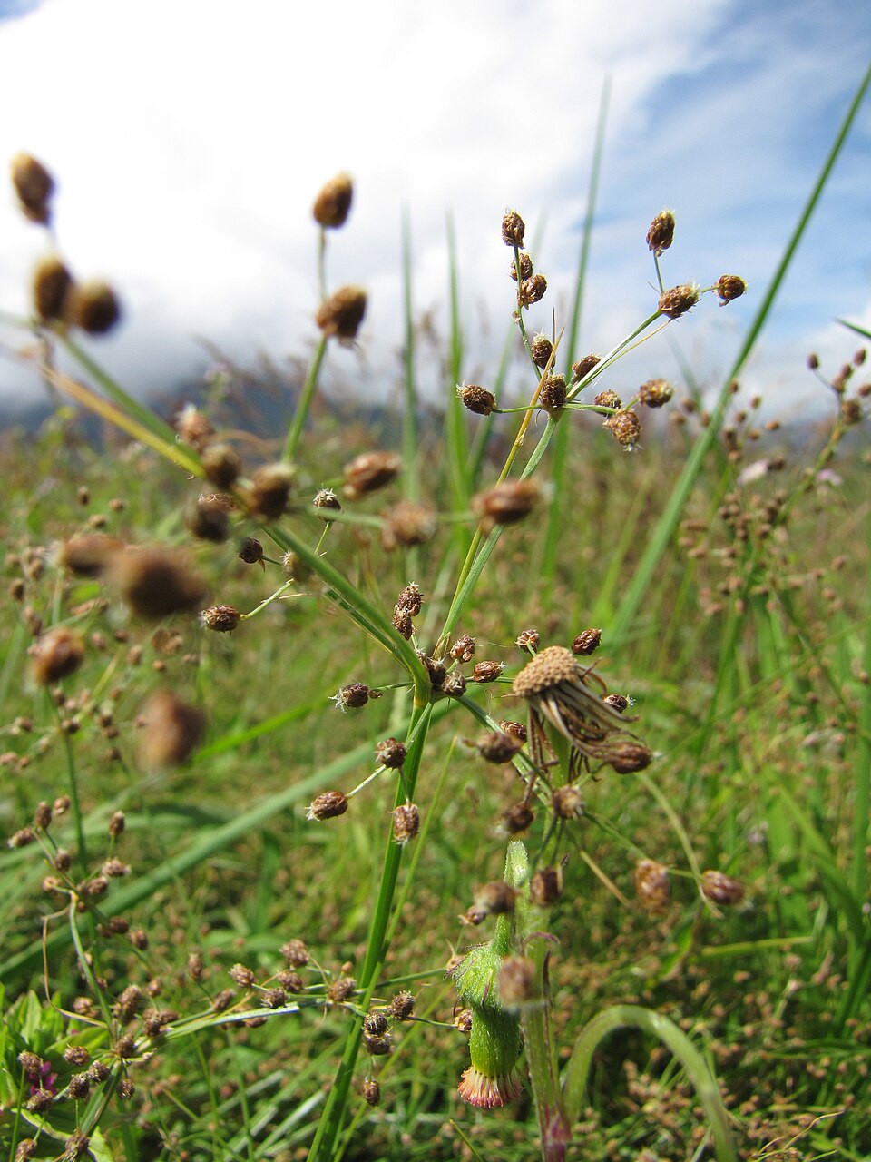 Fimbristylis littoralis — flower photograph