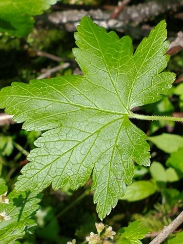 Ribes glandulosum — leaf photograph