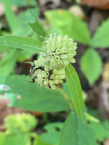 Pycnanthemum montanum — flower photograph