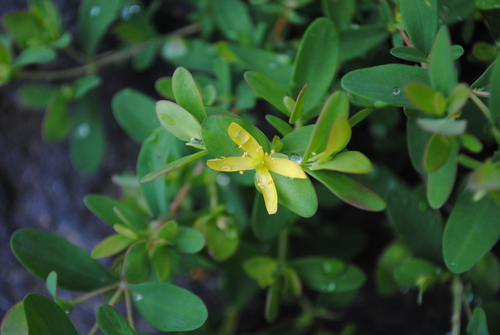 Hypericum stragulum — flower photograph