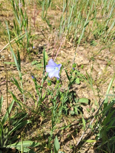 Linum usitatissimum — flower photograph