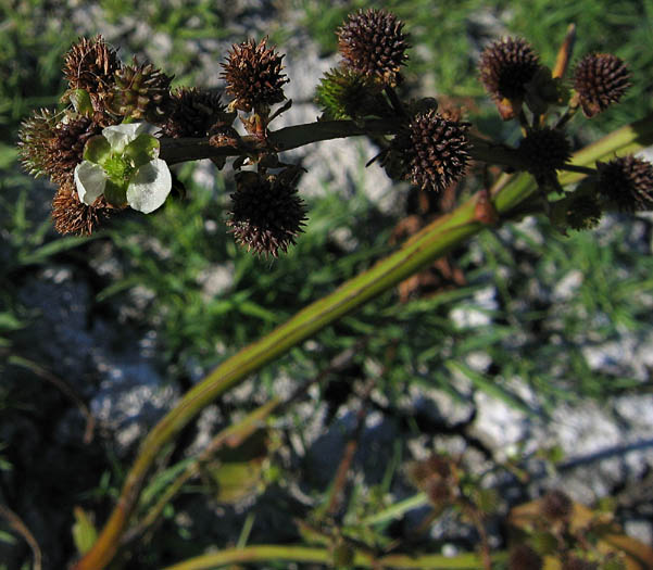 Echinodorus berteroi — fruit photograph