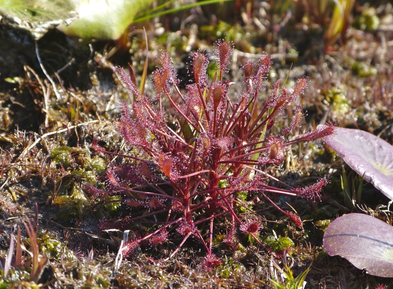 Drosera intermedia — whole photograph