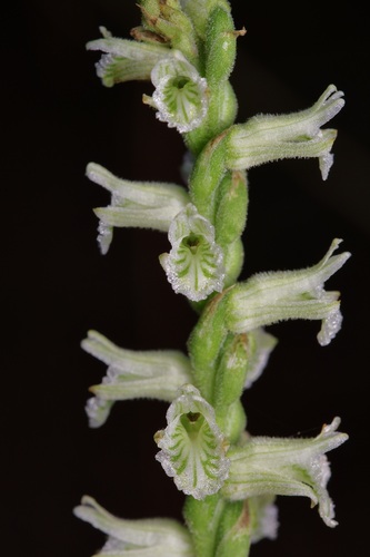 Spiranthes sylvatica — flower photograph