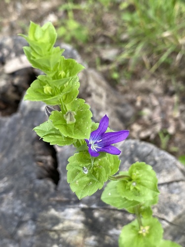 Triodanis perfoliata — flower photograph