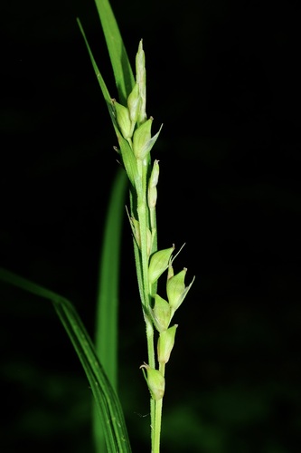 Carex hitchcockiana — flower photograph