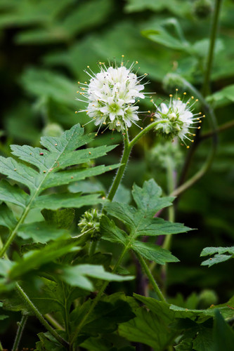 Hydrophyllum macrophyllum — flower photograph