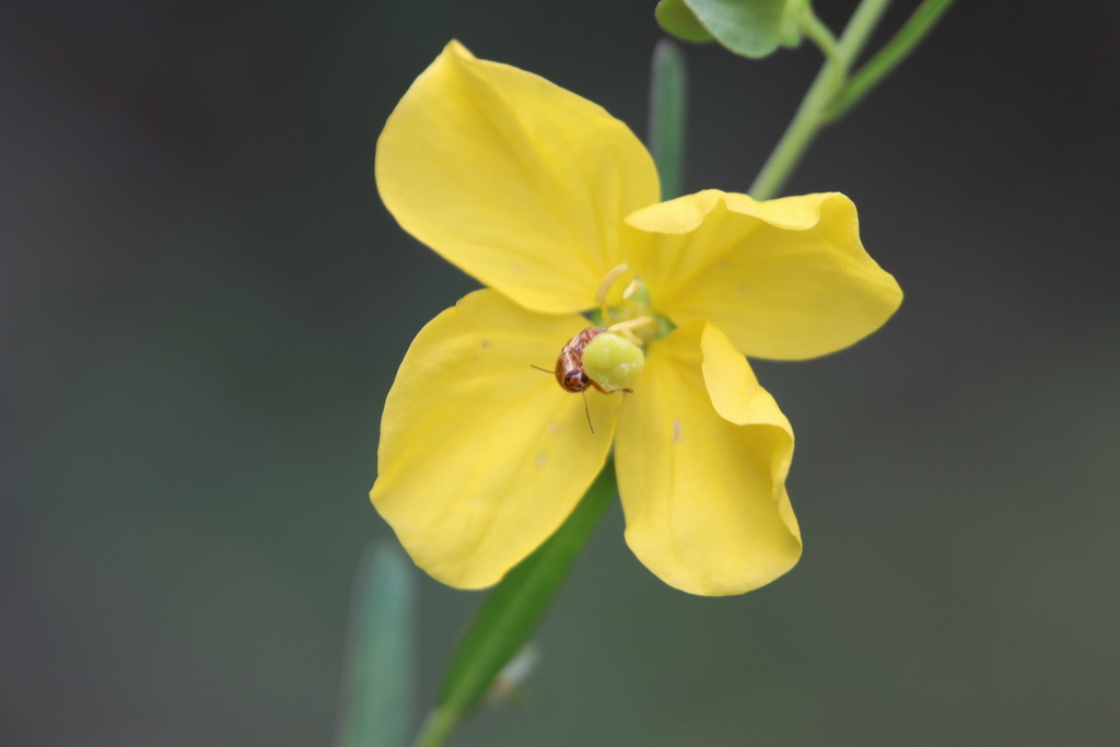 Ludwigia virgata — bloom photograph