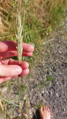 Secale cereale — whole plant photograph