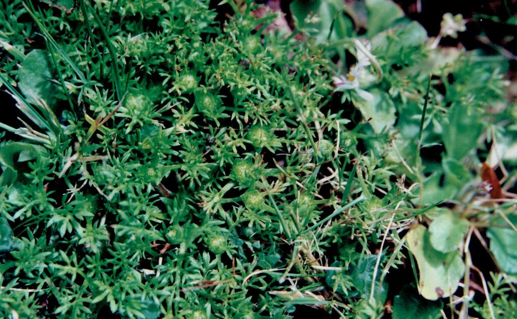 Soliva sessilis — foliage photograph