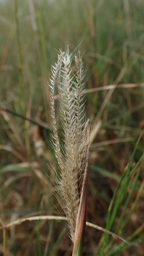 Enteropogon prieurii — flower photograph