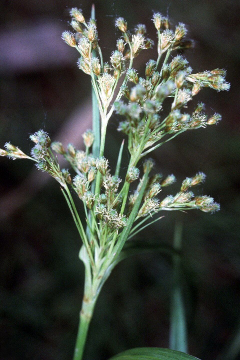 Scirpus pendulus — fruit photograph