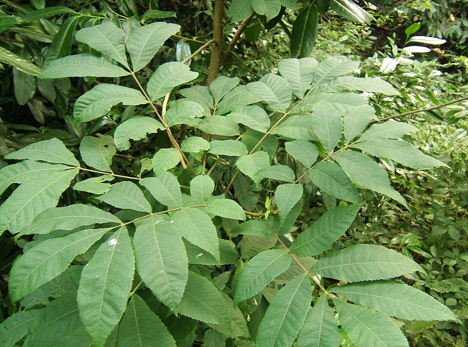 Carya cordiformis — foliage photograph