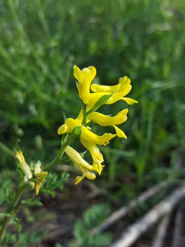 Corydalis halei — flower photograph