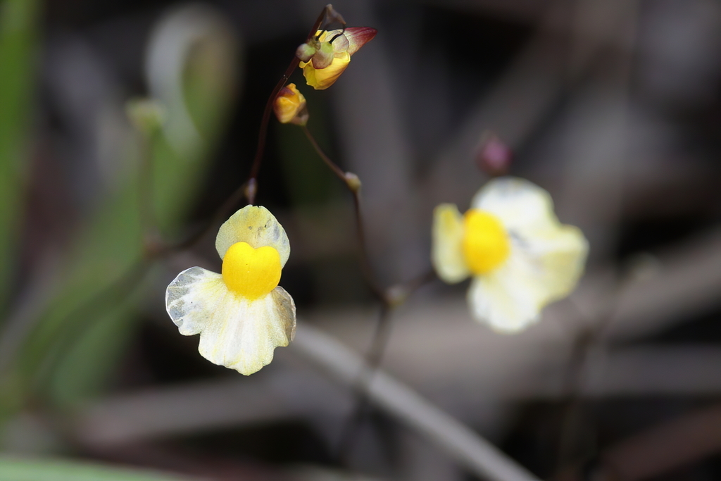 Utricularia subulata — bloom photograph
