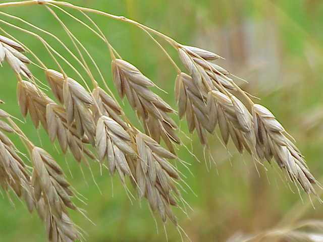Bromus secalinus — fruit photograph