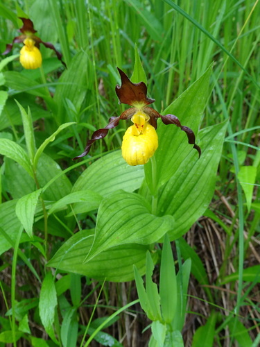 Cypripedium parviflorum — flower photograph