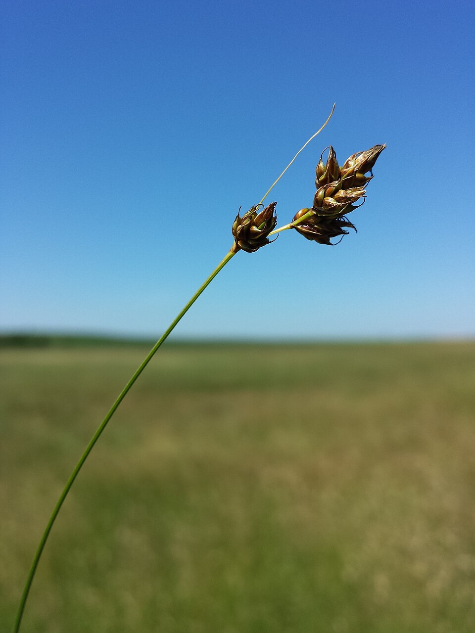 Carex divisa — fruit photograph