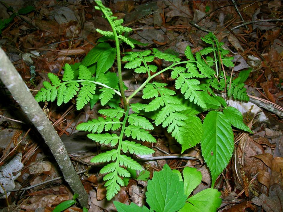 Botrypus virginianus — whole photograph