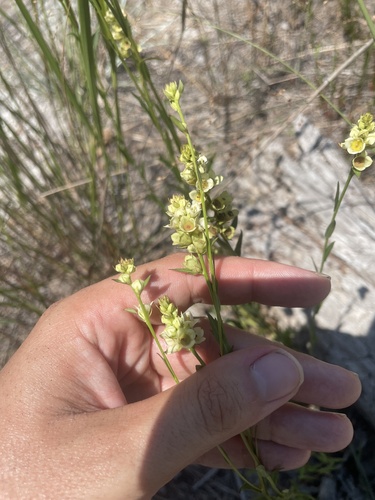Ludwigia suffruticosa — flower photograph
