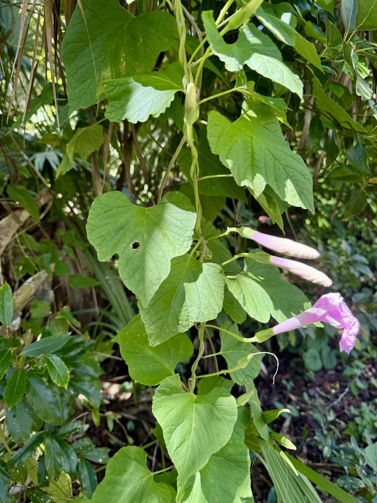 Ipomoea macrorhiza — bloom photograph