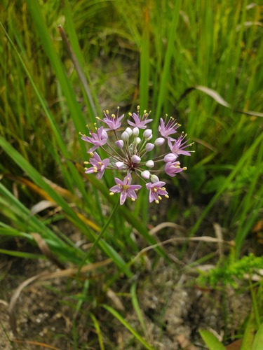 Allium stellatum — flower photograph