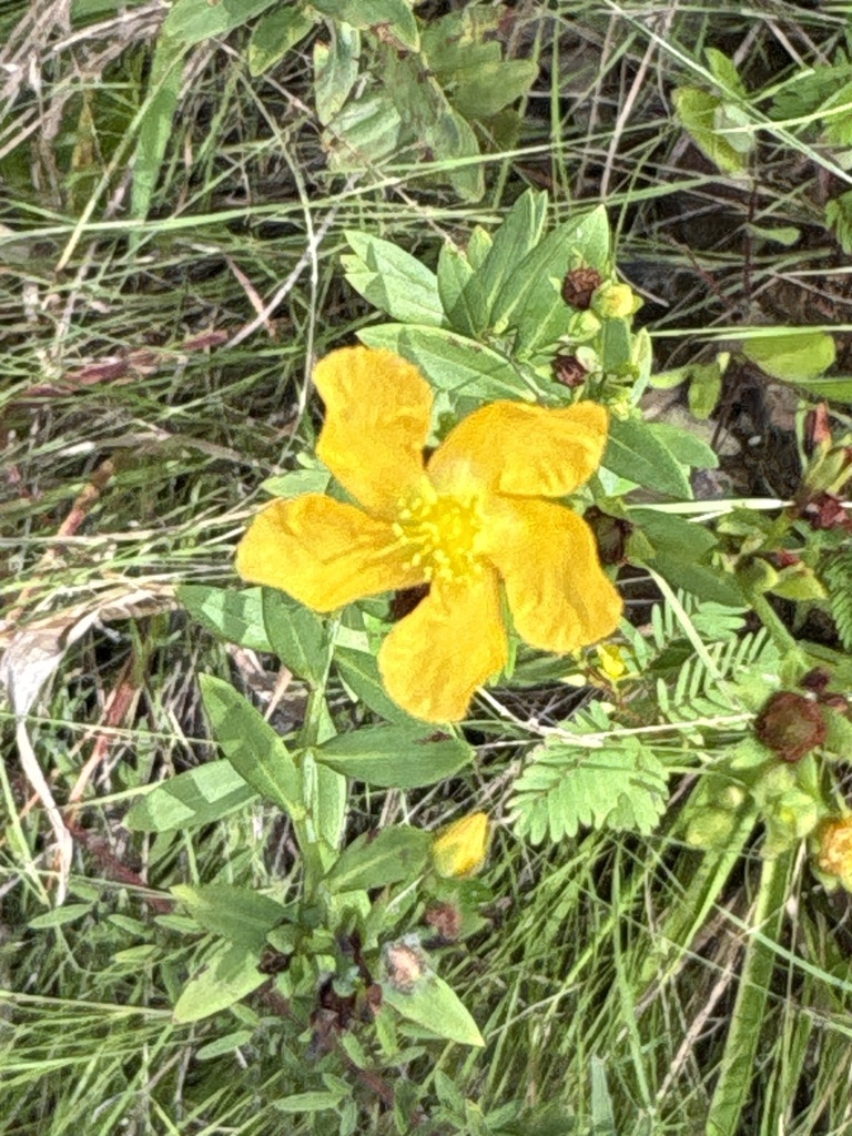 Hypericum virgatum — bloom photograph